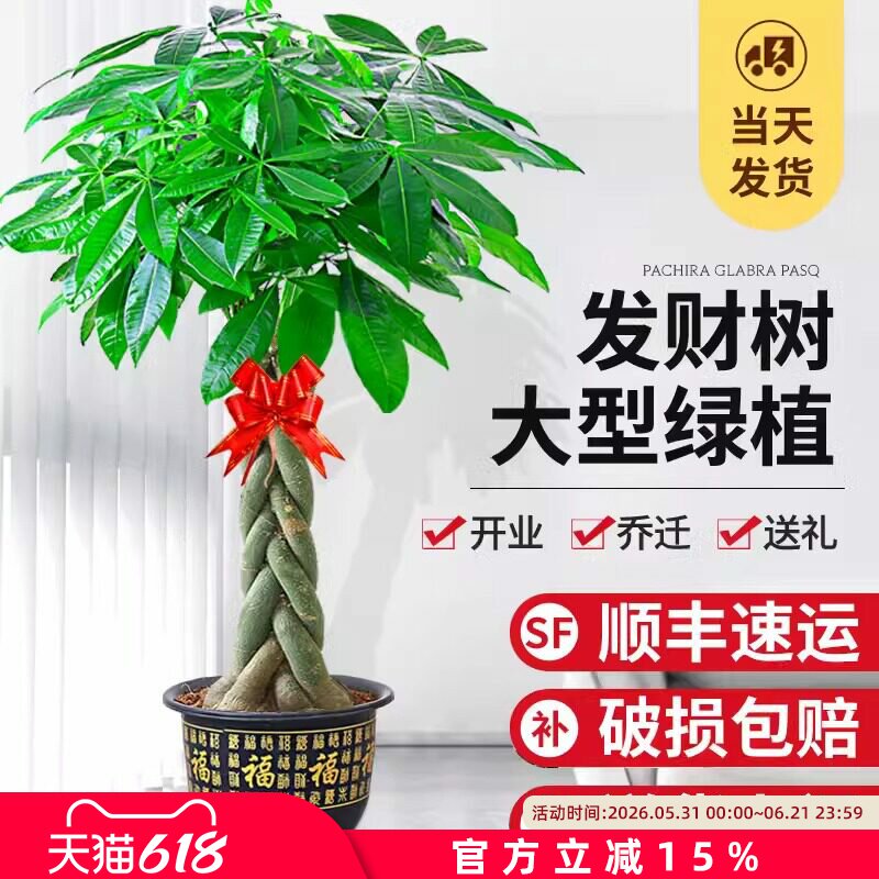 发财树盆栽大棵室内摆客厅大型步步高招财树绿植物办公室乔迁开业