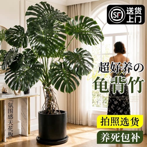龟背竹大型绿植盆栽易养