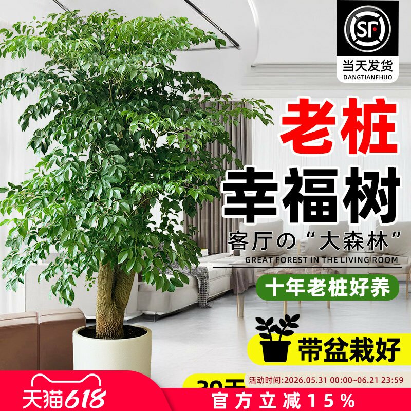 幸福树客厅大盆栽老桩绿植室内外平安树盆景吸甲醛植物四季好养活