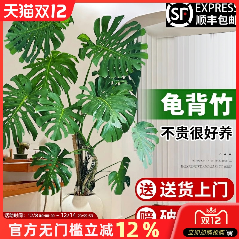 客厅大盆栽龟背竹室内客厅大叶老桩植物电视柜旁边大型绿植落地