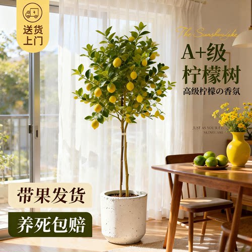 香水柠檬树大型绿植盆栽