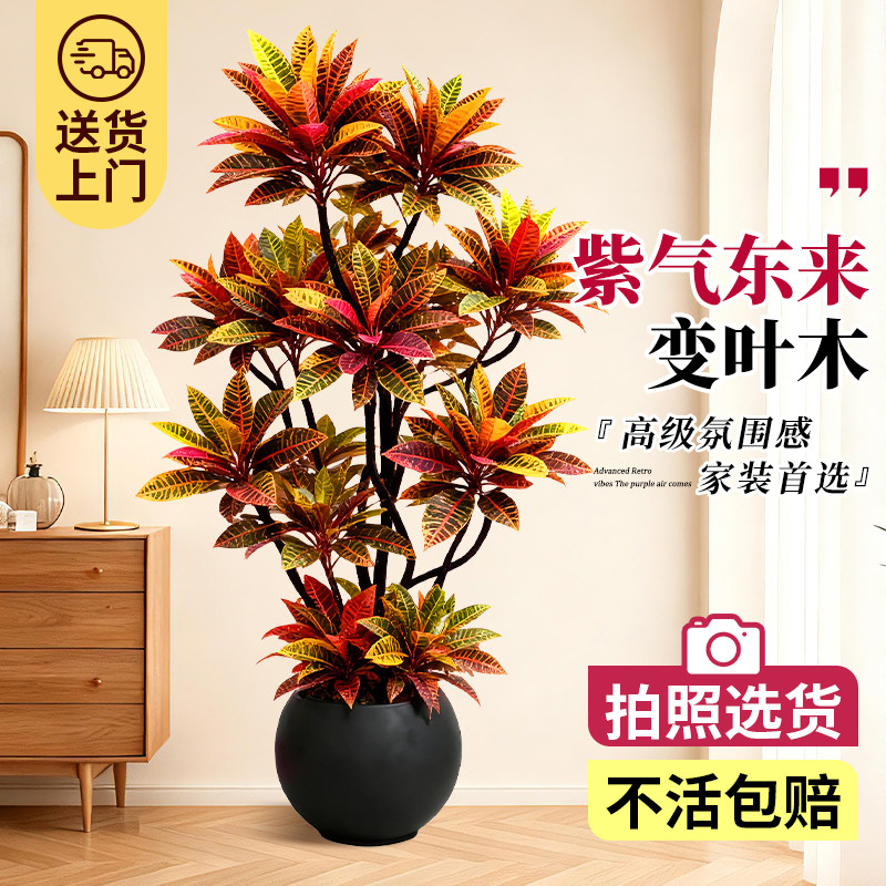 变叶木客厅大型绿植变色木室内高级感植物庭院旺宅好养办公室盆栽,鲜花速递/花卉仿真/绿植园艺,绿植,淘宝优惠券,粉丝福利购,淘宝优惠卷