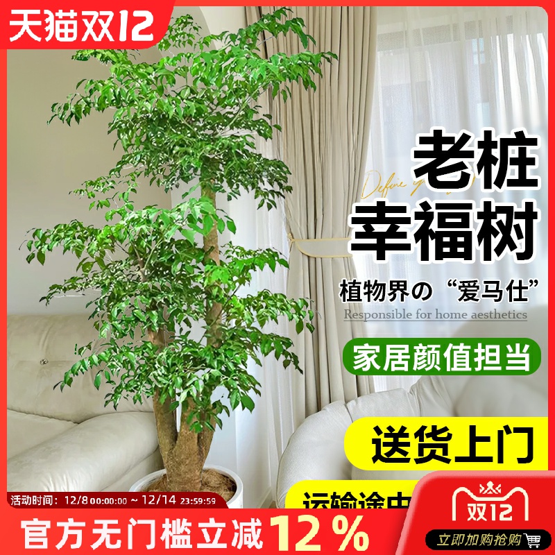 懒人幸福树盆栽 耐旱耐阴 无需频繁打理 室