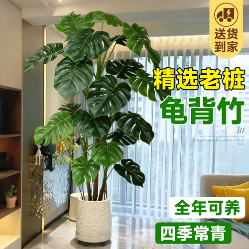 客厅高端大气龟背竹老桩落地盆栽
