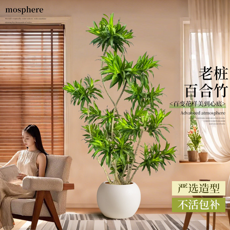 百合竹客厅绿植室内大型落地盆栽植物四季好养办公室老桩旺宅真树