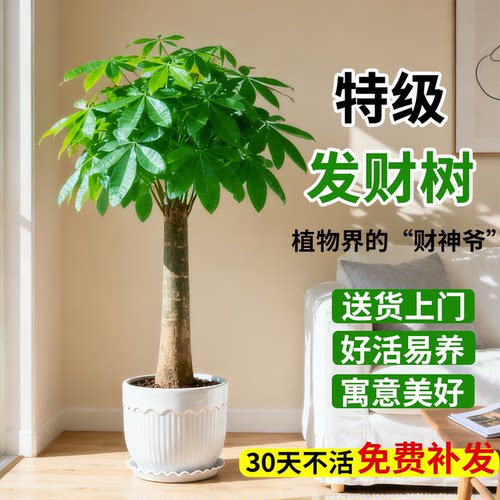 发财树客厅盆栽大绿植高级感室内旺宅树大型办公室乔迁招财高级感