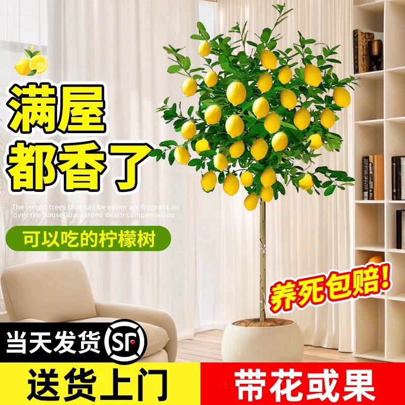 香水柠檬树盆栽带果大型植物室内阳台四季好养绿植落地植物吸甲醛