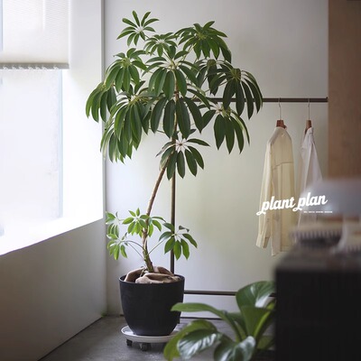 日本大叶伞绿植室内大型落地式