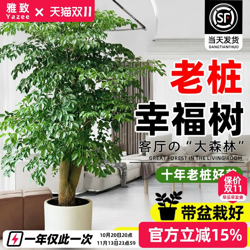 幸福树客厅大盆栽老桩绿植室内外平安树盆景吸甲醛植物四季好养活