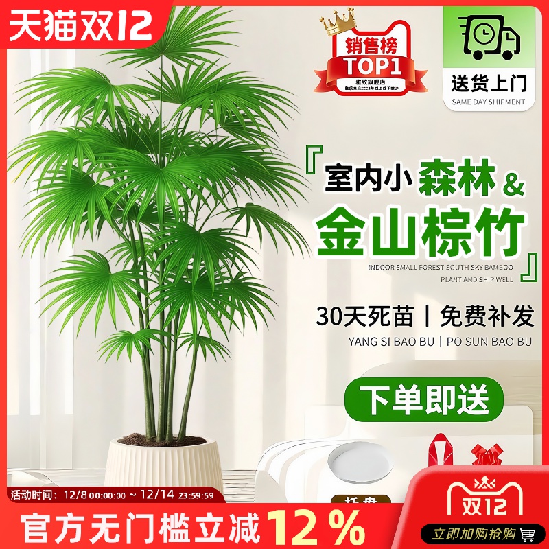 金山棕竹盆栽室内大型绿植