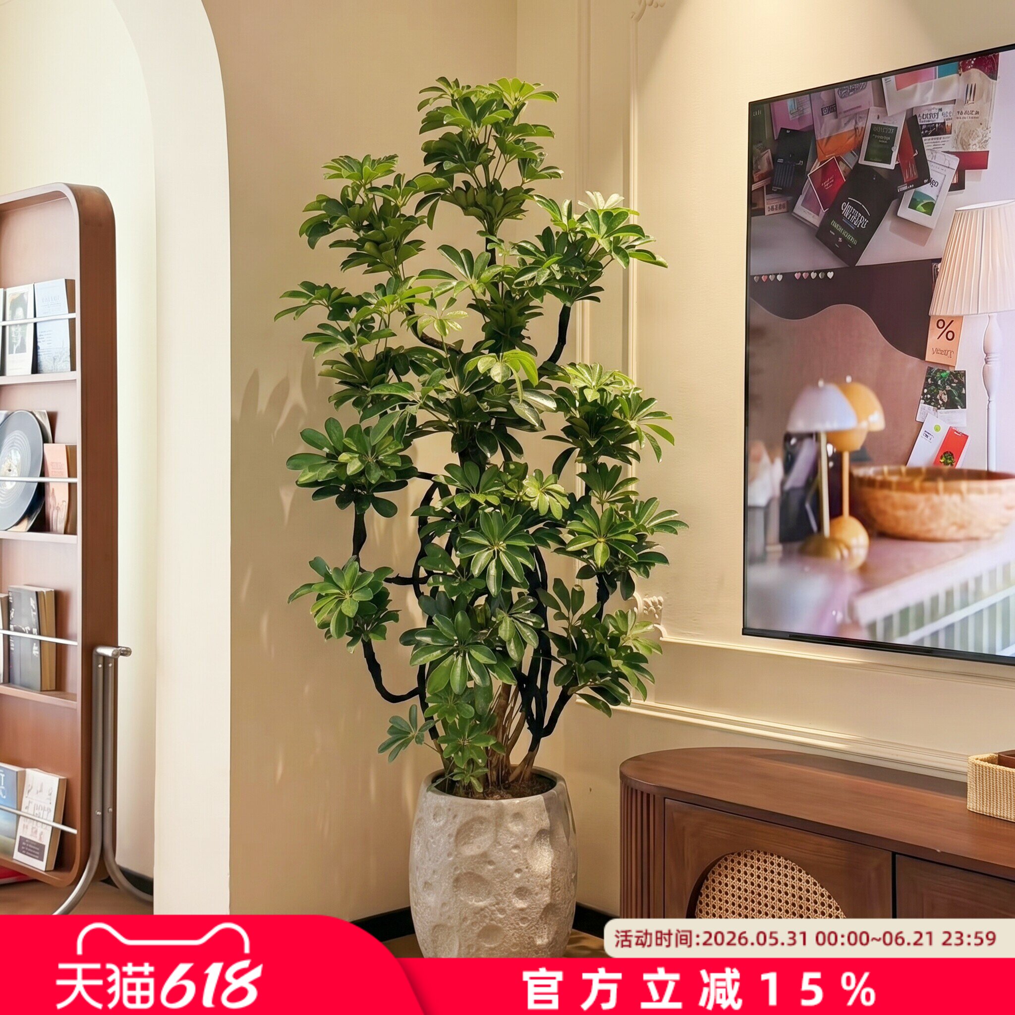 造型鸭脚木客厅大盆栽八方来财绿植物室内高级感好养落地树苗老桩