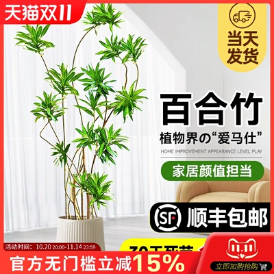 百合竹客厅造型绿植室内大型落地式大盆栽办公室四季常青真花植物