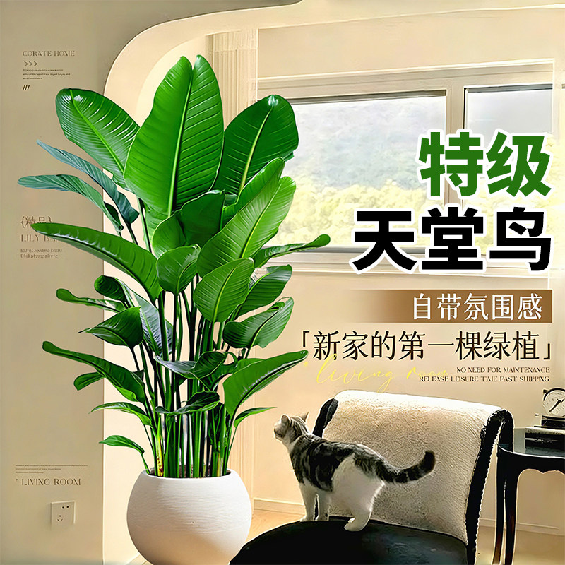 天堂鸟客厅大型盆栽绿植