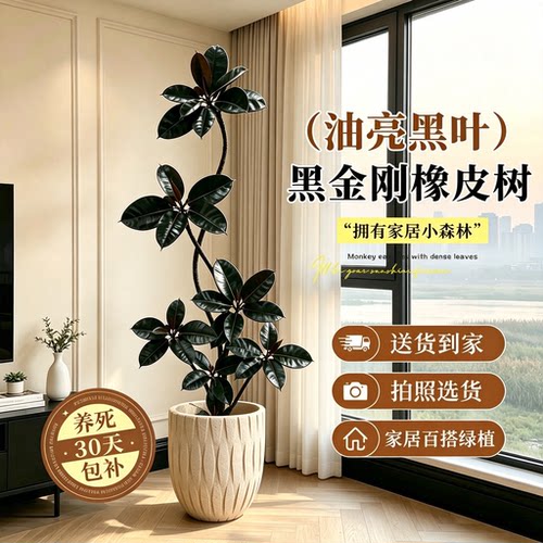 【拍照选货】客厅玄关高级感绿植