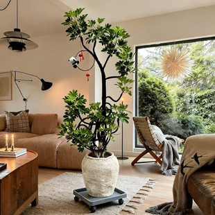 鸭脚木客厅大盆栽绿植八方来财高级鸭掌木大型植物高端大气上档次