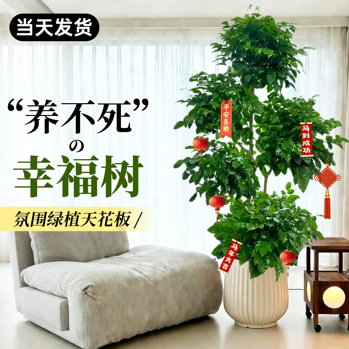 幸福树客厅绿植高级感室内大型植物树落地盆栽好养高端大气上档次