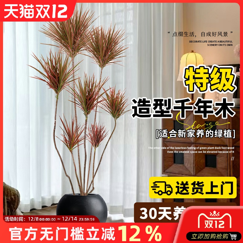 千年木绿植室内大型马尾铁七彩铁落地植物客厅办公室龙血树盆栽
