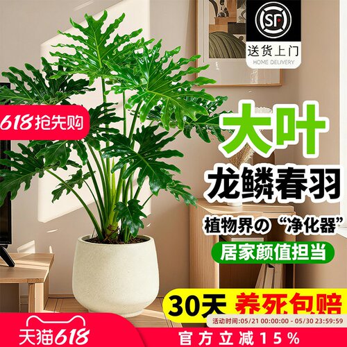 龙鳞春羽盆栽客厅大型植高级感室内绿植物落地大号上档次老桩大气