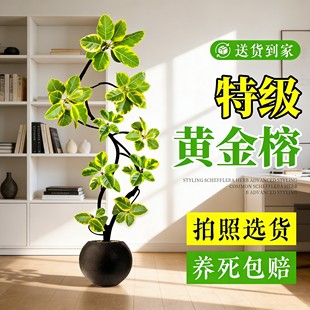 黄金榕绿植室内大型盆栽高级感孟加拉榕客厅橡皮树黄金荣花卉禄植