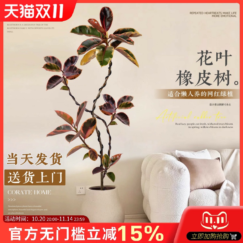 花叶橡皮树客厅大盆栽