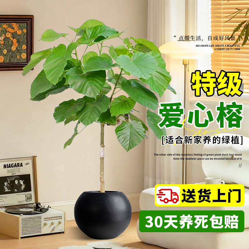 爱心榕盆栽客厅绿植落地式大型心叶榕高级感绿植物高端大气上档次