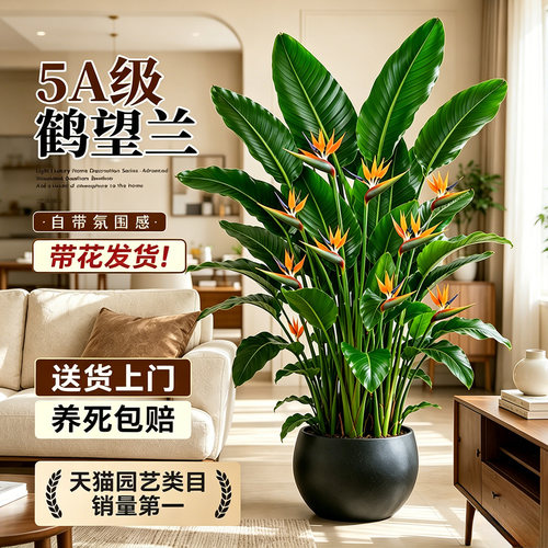 客厅大型鹤望兰盆栽四季开花好养