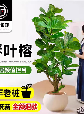 老桩琴叶榕客厅绿植物室内大型好养大叶榕树特大号盆栽落地办公室