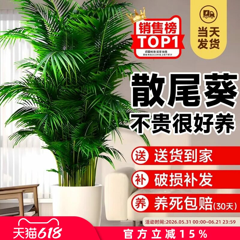 散尾葵植物盆栽客厅大型绿植室内落地办公室凤尾竹子天堂鸟真花卉