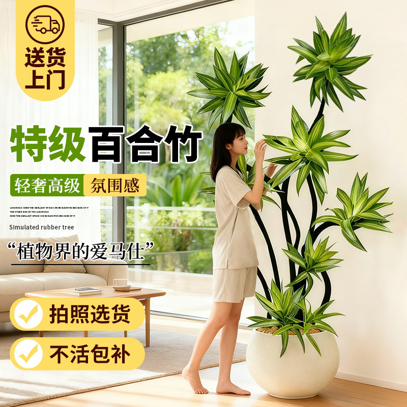 百合竹客厅大绿植高级感好养盆栽