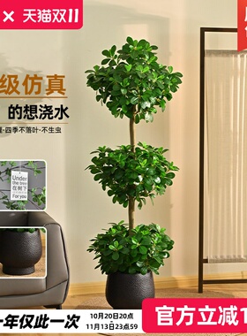 雅致金钱榕树盆栽落地盆景
