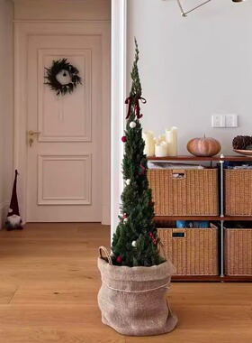 龙柏盆栽松柏圣诞树真绿植