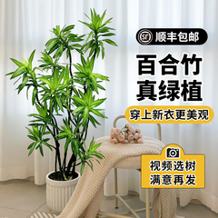 百合竹客厅绿植金心高级感真绿植盆栽老桩造型室内轻奢大型植物
