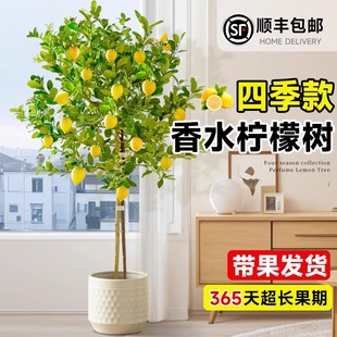 香水柠檬树客厅绿植带果盆栽大型植物室内阳台禄植四季好养除甲醛