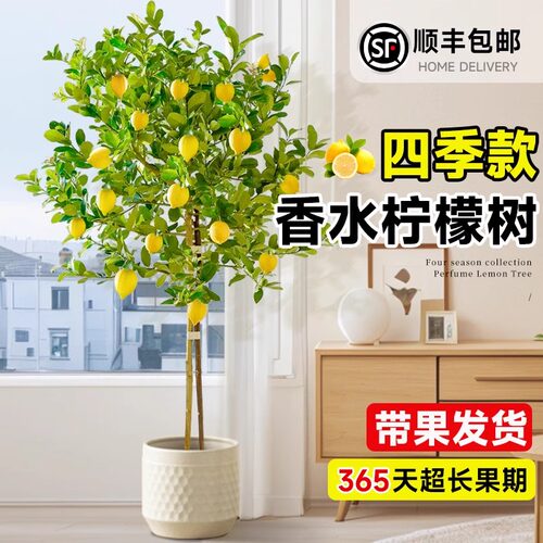 香水柠檬带果盆栽大型植物