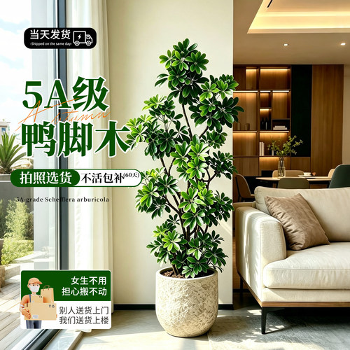 造型鸭脚木客厅大盆栽老桩鹅掌柴室内落地式大型绿植物四季常青