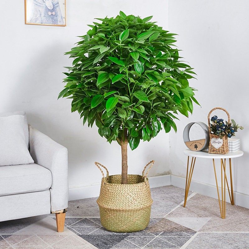 平安树盆栽大型客厅绿植办公室乔迁除甲醛常青好养活植物肉桂盆景,鲜花速递/花卉仿真/绿植园艺,大型绿植/成品组合盆栽,淘宝优惠券,粉丝福利购,淘宝优惠卷