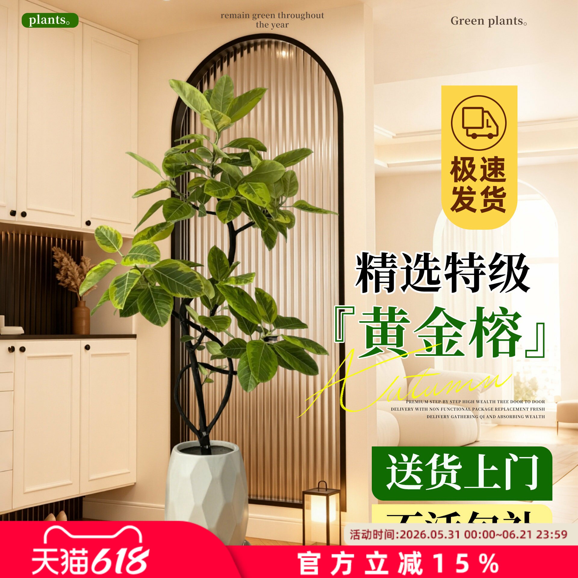 黄金榕客厅绿植盆栽花叶橡皮树室内大型植物高山榕落地盆景好养活
