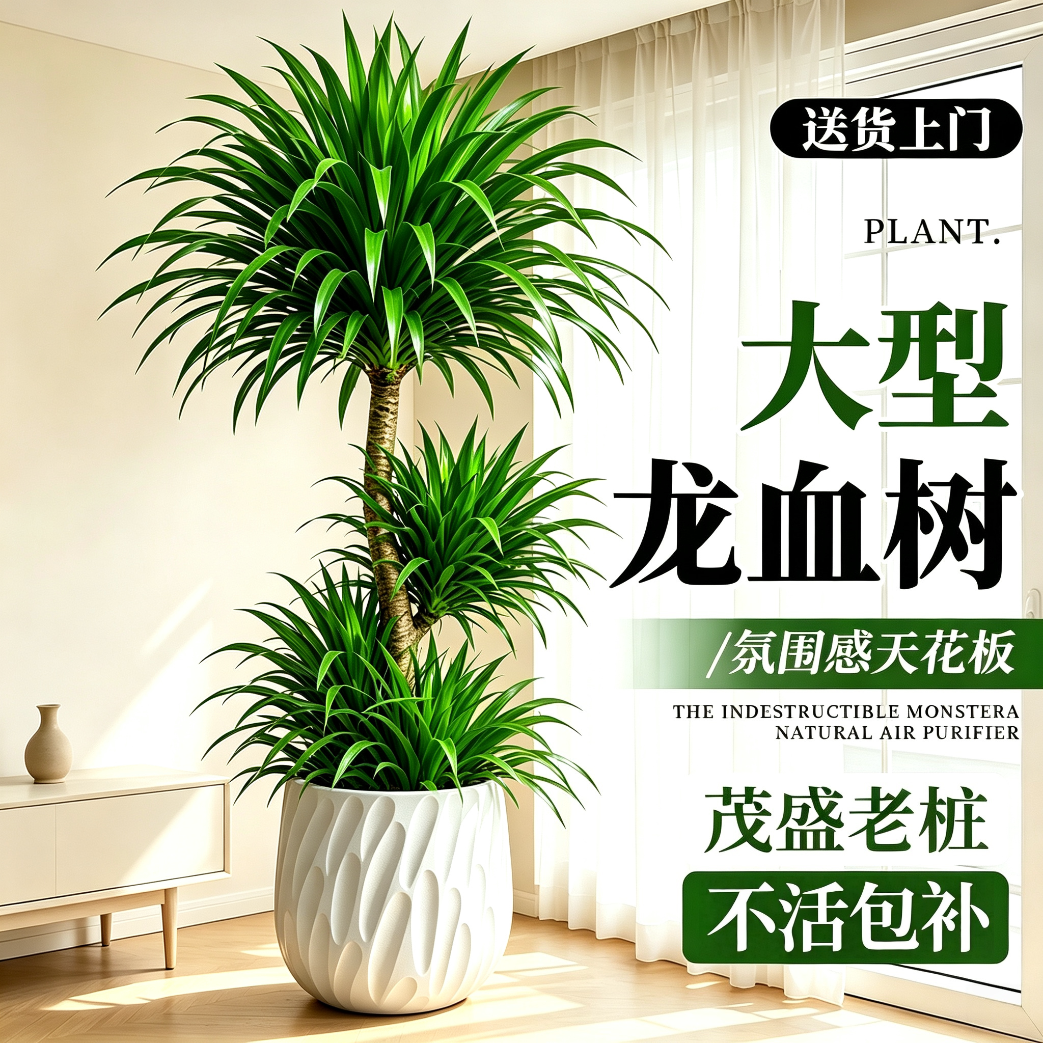 龙血树大型绿植盆栽摆件图片