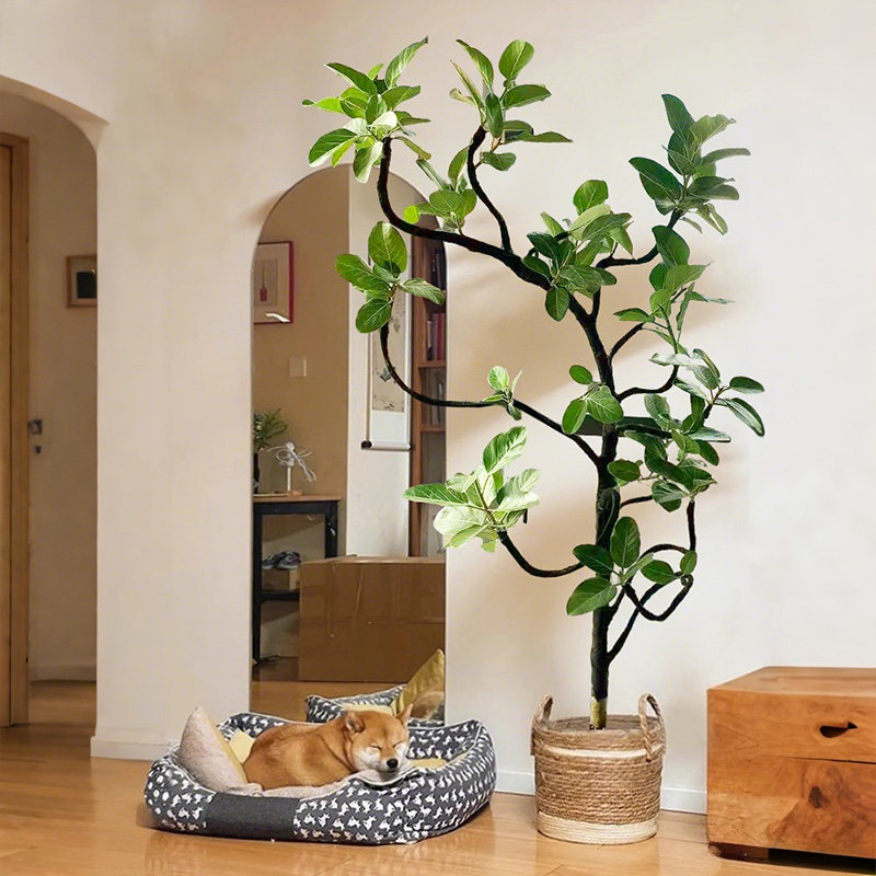 孟加拉榕客厅绿植盆栽室内落地真花大型黄金榕高山榕树四季旺宅树,鲜花速递/花卉仿真/绿植园艺,绿植,淘宝优惠券,粉丝福利购,淘宝优惠卷