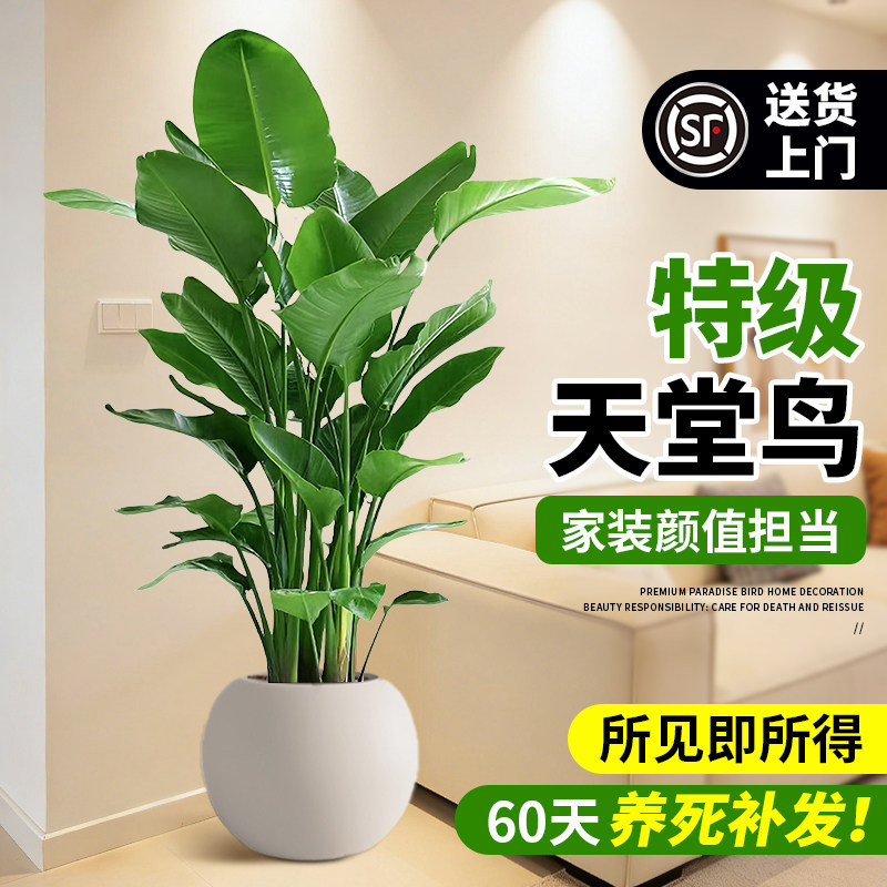 天堂鸟客厅绿植室内大型植物盆栽办公室落地式大叶植物花卉鹤望兰,鲜花速递/花卉仿真/绿植园艺,大型绿植/成品组合盆栽,淘宝优惠券,粉丝福利购,淘宝优惠卷