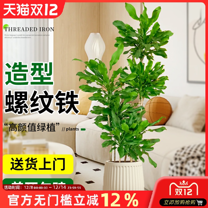 大型绿植金心螺纹铁植物盆栽