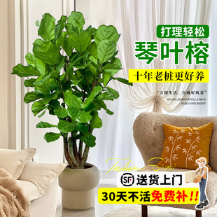 大琴叶榕客厅绿植物室内大型好养老桩大叶盆栽真花落地大号办公室