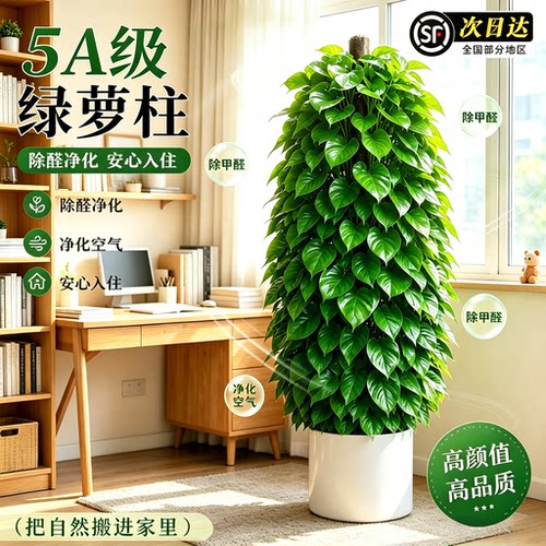 大叶绿萝柱盆栽室内大型绿植物办公室除甲醛绿箩四季好养净化空气