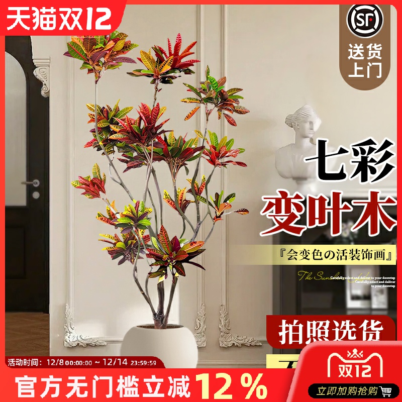 七彩变叶木大型绿植老桩落地盆景