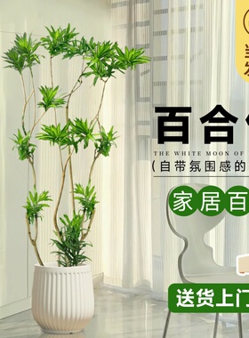 百合竹客厅绿植金边百合竹真绿植盆栽老桩造型室内轻奢大型植物
