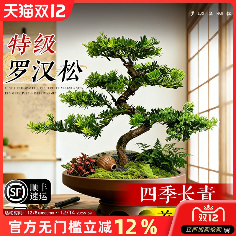 罗汉松盆景飘枝造型老桩室内大盆