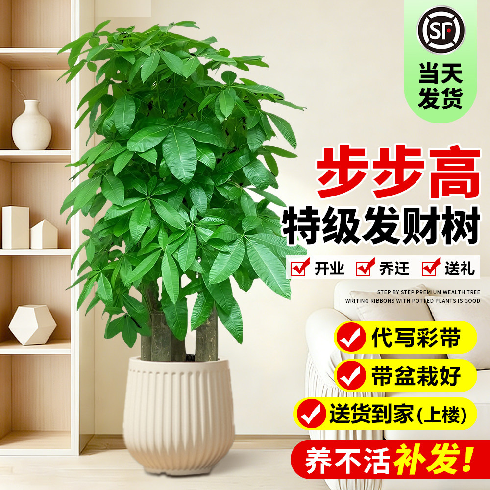 步步高发财树客厅大盆栽大型落地招财开业送礼乔迁旺宅好养绿植物