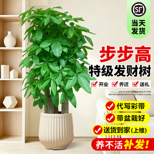 步步高发财树客厅大盆栽大型落地招财开业送礼乔迁旺宅好养绿植物