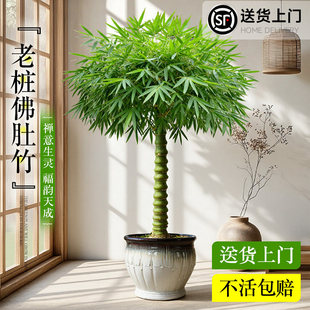 佛肚竹盆栽老桩盆景富贵竹罗汉竹植物室内大型绿植文昌竹小叶簕竹