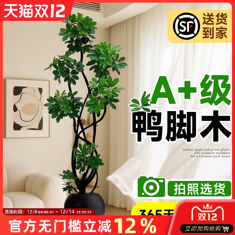 鸭脚木客厅绿植大盆栽